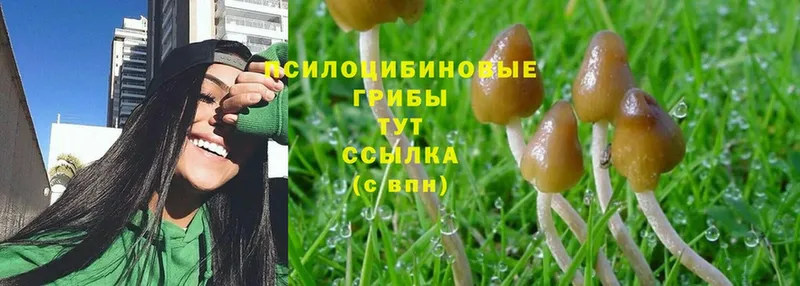 Псилоцибиновые грибы MAGIC MUSHROOMS  hydra ONION  Александровск-Сахалинский 